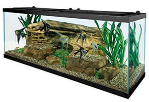 Quick and Easy Fish Tank Cleaning!