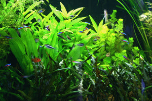 Aquatic Plants: the Why and How