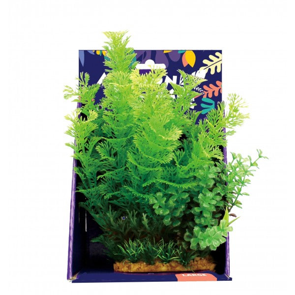 Amazon Jungle Mixed Cabomba Display 15/20cm