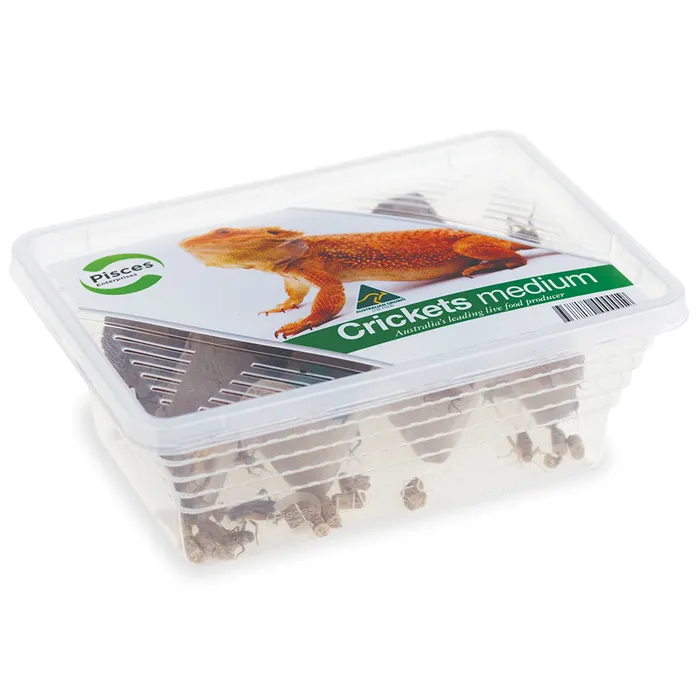 Pisces Enterprises Crickets (Instore Pickup Only)