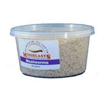 Minibeasts Mealworms 10-100g