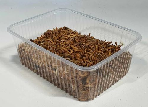 The BugKart-L Regular Mealworms (Instore pick up only)