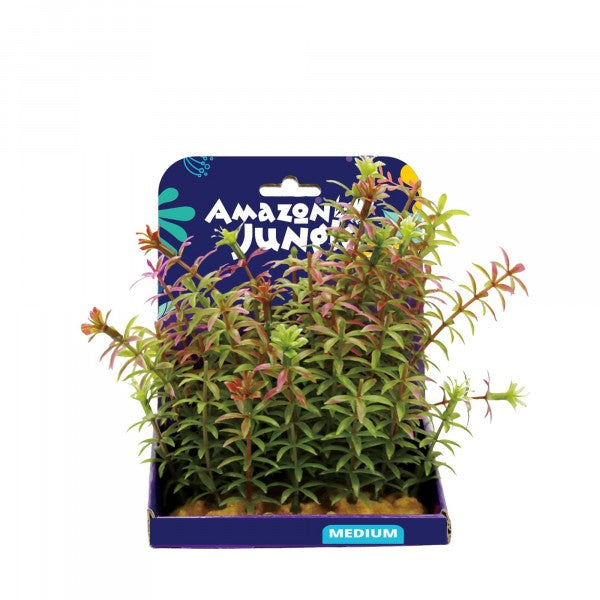 Amazon Jungle Anacharis Display