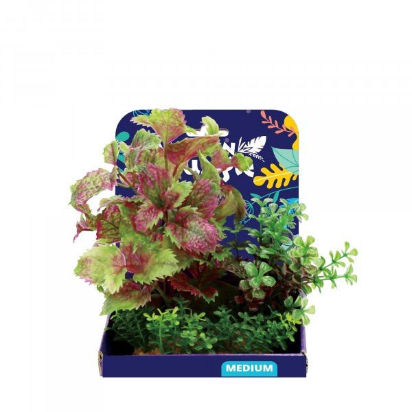 Amazon Jungle Flame Castella 10-12/15cm