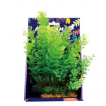 Amazon Jungle Mixed Cabomba Display 15/20cm