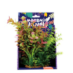 Amazon Jungle Mixed Ludwigia
