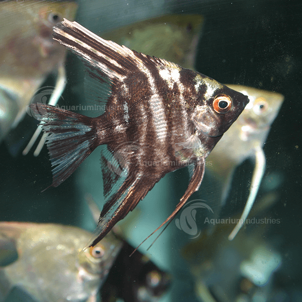 Angel Fish