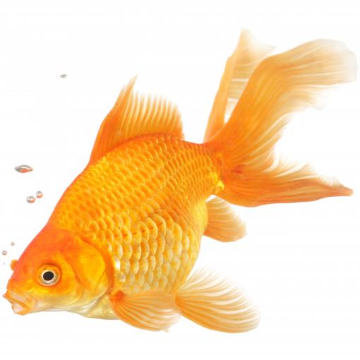 Goldfish Fantail