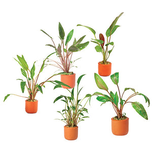 Assorted Terracotta 3cm Potted Plants